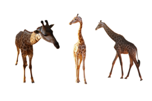 Giraffe three character png