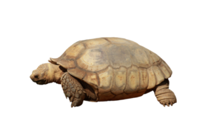 Turtle animal isolated png