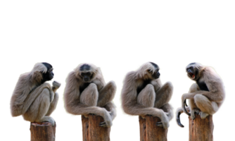 Many gibbon character png