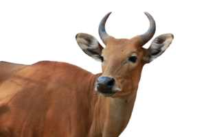 vaca animal aislado png