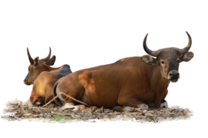 Cow animal isolated png