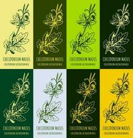 Set of vector drawing of GREATER CELANDINE  in various colors. Hand drawn illustration. Latin name CHELIDONIUM MAJUS L.