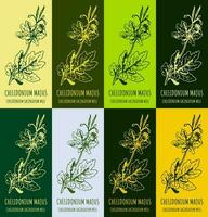 Set of vector drawing of GREATER CELANDINE  in various colors. Hand drawn illustration. Latin name CHELIDONIUM MAJUS L.