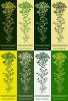 Set of vector drawings of Perforate St John's-wort in different colors. Hand drawn illustration. Latin name HYPERICUM PERFORATUM.