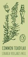 Vector drawings COMMON TOADFLAX. Hand drawn illustration. Latin name LINARIA VULGARIS.