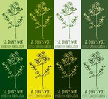 Set of vector drawing of St. John's wort  in various colors. Hand drawn illustration. Latin name Hypericum L.