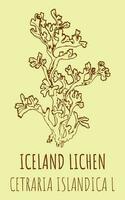 Vector drawings ICELAND LICHEN. Hand drawn illustration. Latin name CETRARIA ISLANDICA L.