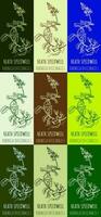 Set of vector drawing of HEATH SPEEDWELL  in various colors. Hand drawn illustration. Latin name VERONICA OFFICINALIS L.