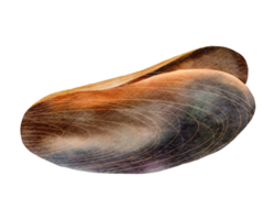 Mussel watercolor clipart png