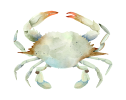 Crabe Fruit de mer aquarelle png