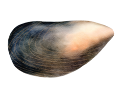 Mussel watercolor illustration png