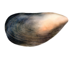 mossel waterverf illustratie png