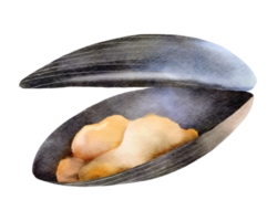 musslor skaldjur vattenfärg png