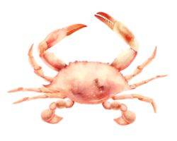 Meer Krabbe Aquarell png