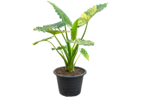 Close up Alocasia macrorrhizos or Giant Taro or giant alocasia is a species of flowering Tropical plant in the arum family, yellow and green leaf, isolated on transparent background, PNG File