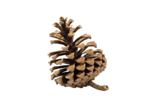 dry pine cones isolated on transparent background , christmas object equipment, PNG File