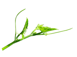 Green leaves branch closeup png