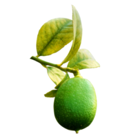 citron png avec feuilles