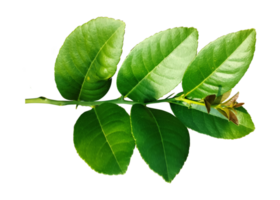 Green leaves branch closeup png