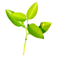 Green leaves branch closeup png