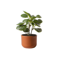 Potted plant on transparent background, photography, Potted succulent, Indoor plant photography, houseplant, Potted herbs, Minimalist plant photography, life plant, Botanical photography png
