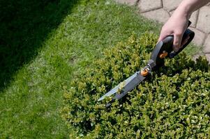 Use garden scissors to cut bushes in the garden on the plot photo