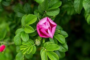 ramas con brotes y rosado flores, salvaje Rosa en el arbustos en el parque foto
