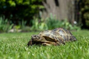 Two terrestrial domestic turtles are walking on the grass outside. Terrestrial animals with a high photo