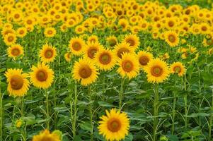 un grande floreciente amarillo campo con girasoles y hojas foto