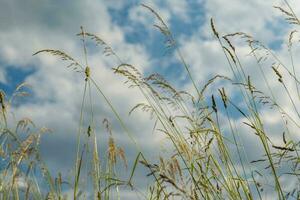 blades of grass looking from below to the sky photo