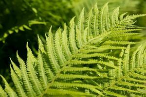 fern leaves close up in spring photo