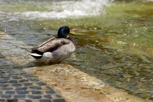 a duck at a fountain in the city photo