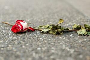 an old weathered rose on a street photo