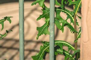 green dandelion leaves between bars photo