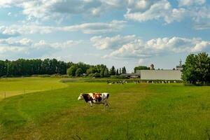 vacas en un prado en verano foto