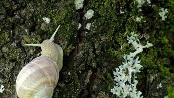 Nahansicht von ein Weinberg Schnecke im Sommer- Zeit. kostenlos Raum zum ein Text video