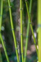 bamboo bush close up in spring photo