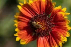 a cockade flower with a bee in summer photo