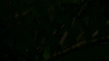 närbild av handflatan kvist i de kväll video