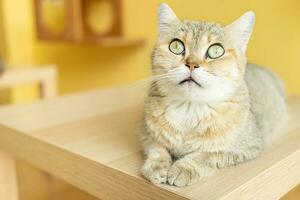 cute cat looking around, concept of pets, domestic animals. Close-up portrait of cat sitting down looking around photo