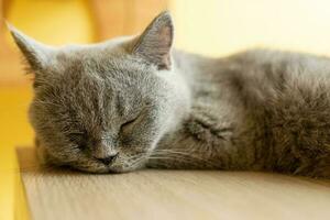 Dark Gray Cat sleeping on a wooden table. sleeping cat photo