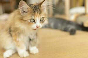 cute cat looking around, concept of pets, domestic animals. Close-up portrait of cat sitting down looking around photo