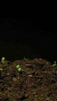 Growing seeds rising from soil vertical time lapse video. video