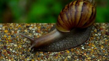 Snail gliding on the wet pavement. Large white mollusk snails with light brown striped shell video