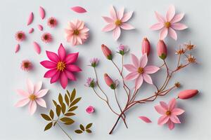Flowers composition. Pink flowers on white background. photo