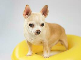 cute brown short hair chihuahua dog  standing  in yellow  swimming ring, isolated on white background. photo