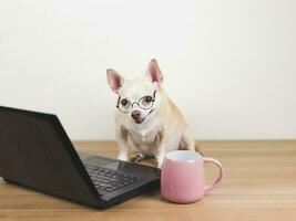marrón corto pelo chihuahua perro vistiendo los anteojos sentado en de madera piso con computadora ordenador portátil y rosado café taza, trabajando y mirando a computadora pantalla. foto