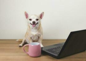 brown short hair chihuahua dog sitting on wooden floor with computer notebook and pink cup of coffee, working on computer, smiling and looking at camera. photo