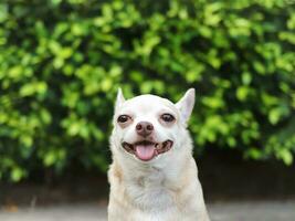 happy and healthy short hair  Chihuahua dog sitting on cement floor in the garden with green leaves background, smiling and looking at camera. photo