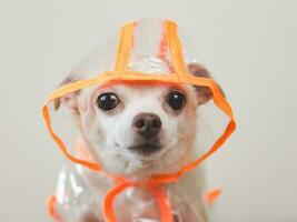 chihuahua dog wearing orange and transparent rain coat or jacket with  hood sitting on white background. photo